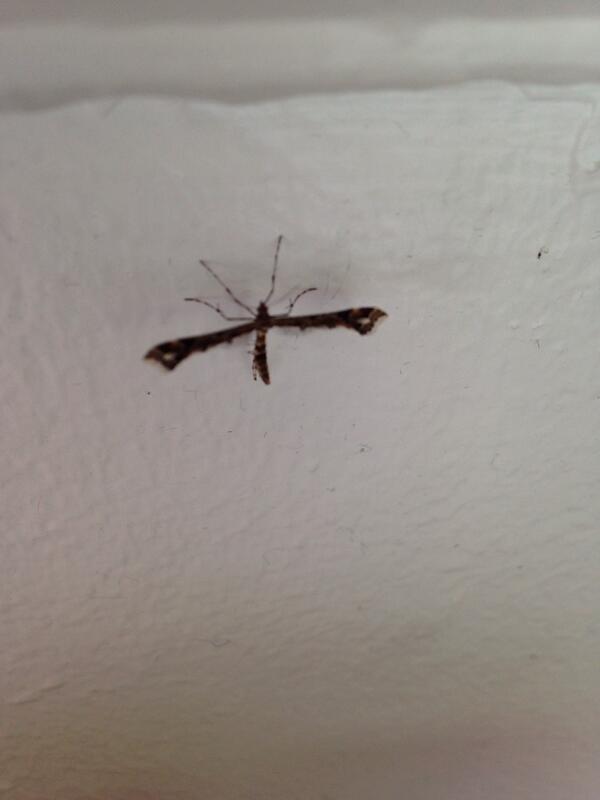 SJEdman's tweet photo. Vad är detta för #flygfä? http://t.co/GrvTlAlVT7