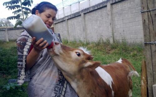 ContGanadero's tweet image. Medicinas alternativas para la productividad de su ganado bit.ly/1n2a9Wo