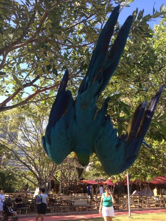 #autrebresil Accrobrasil!