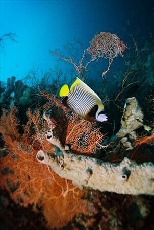 getourguide_id's tweet photo. Jadi, sudah penat dengan hiruk pikuk kota? Yuk berjumpa dgn ikan-ikan lucu ini di P.Pahawang ;) #HiddenPahawang http://t.co/QWk13X1f6z