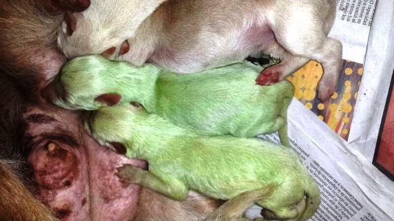 Nacen dos perros verdes en Valladolid Bp7yr9BIMAAEt3p