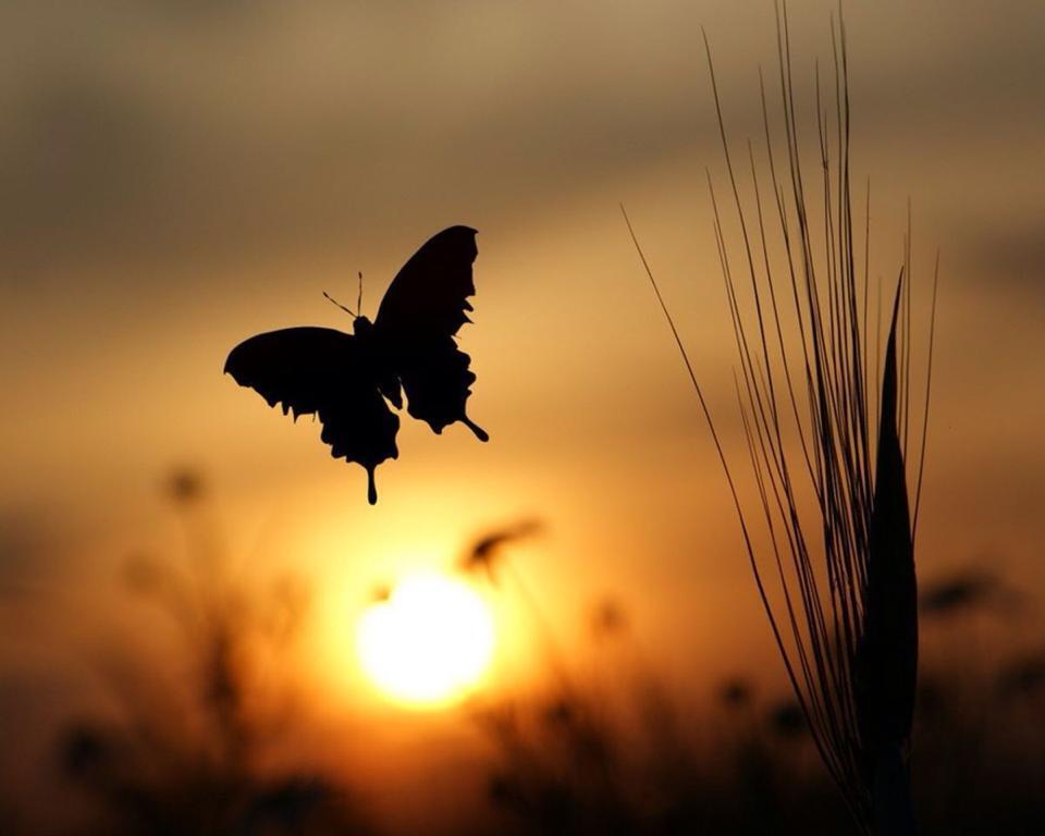 *** LAS MARIPOSAS DEL RINCON DE ENERI *** - Página 9 Bp87zIxCIAAQ6jS