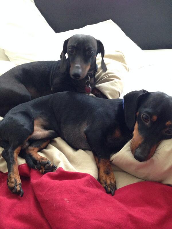 lcd_houndsystem's tweet photo. come back to bed, daddy. it's your day off! http://t.co/ztoFe0hFZE