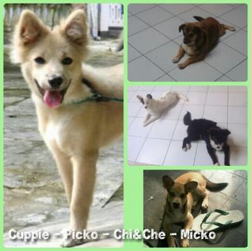 5 dari ke-7 puppy ku skrg ;) #mypicmix picmix.it/a/MzI2Nzk0Njg4
