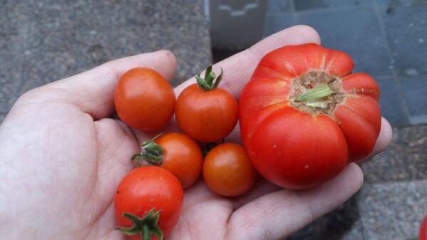 VictorMercader9's tweet photo. Primeros tomates de la cosecha :) http://t.co/GppcPYqK1d