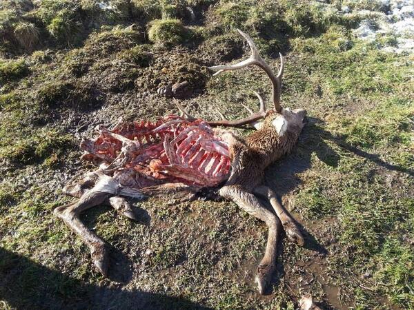 Estos animales fueron encontrados,muerte natural?,ataques de lobo ?