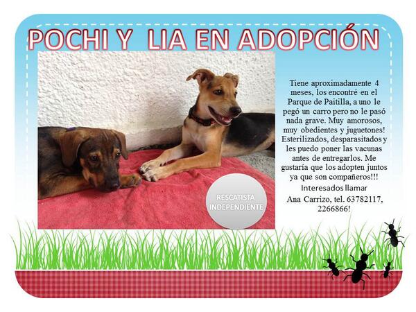 Fundación San Francisco de Asís ( FUNDASIS ) tweet media