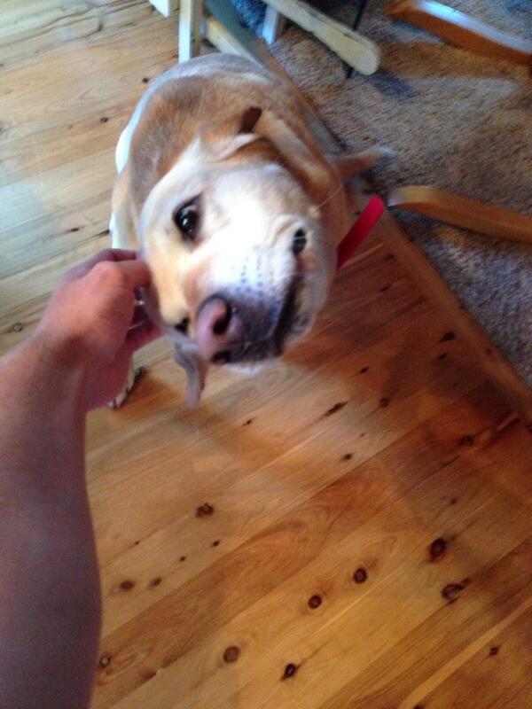 TonyFritch's tweet image. The exorcism of Wally #headscratch #powerofchristcompells