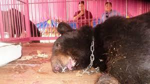 AnimaNat_Mexico's tweet photo. Ilegalidad y maltrato son las constantes en los circos mexicanos #ManceraQueremosCircosSinAnimales @ManceraMiguelMX http://t.co/xaOBtbp36J