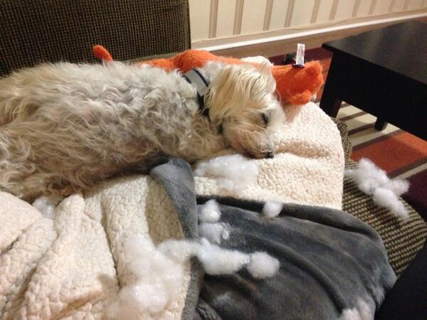 Jacmohuff's tweet photo. Fell asleep shredding his toy to pieces. http://t.co/fHBkxL9CHI