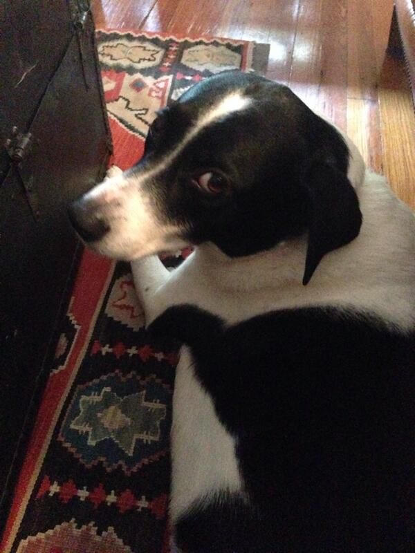 braimtown's tweet image. Gravy #dogtour #theeverymenareforamerica