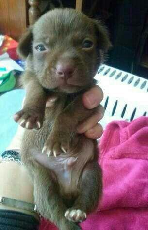 PaulaVisiedo97's tweet photo. Si alguien quiere a este pequeñin que me lo diga ya que mañana lo van a sacrificar. Rt para difundir. http://t.co/dQHt9XgwKH