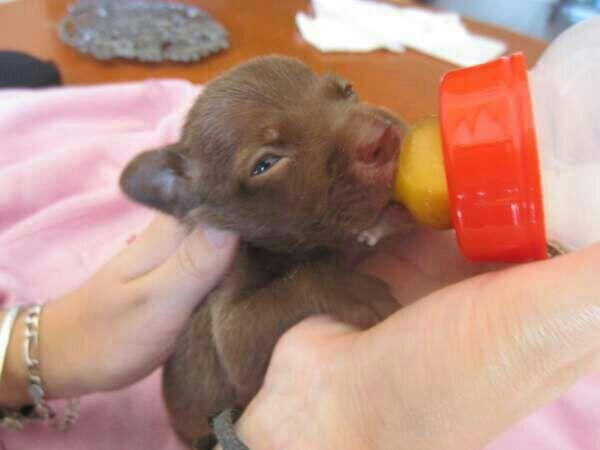 PaulaVisiedo97's tweet photo. Si alguien quiere a este pequeñin que me lo diga ya que mañana lo van a sacrificar. Rt para difundir. http://t.co/dQHt9XgwKH