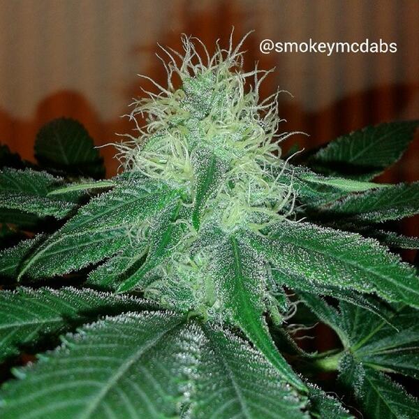 SocialHub tweet media