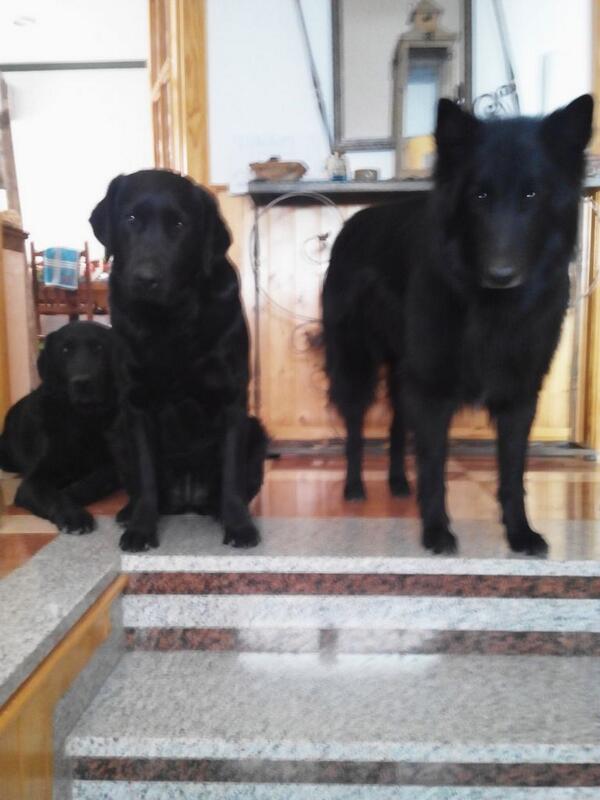 Loliya17's tweet photo. La mejor bienvenida siempre me la dan ellos, tenerlos a los tres y otras formas de morir de amor :) http://t.co/hQSdmW8uwx