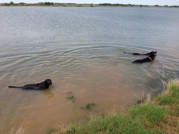 Matt_Euler's tweet photo. You can't keep them out of the water! http://t.co/Jc2TtmDH87