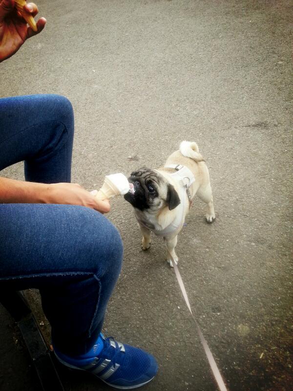 Poochique's tweet photo. Hot day cooling down with an ice cream! #birthdaytreat http://t.co/Y25rG22Diy