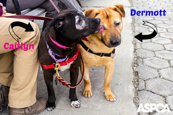 ASPCA's tweet image. Meet our Pets of the Week (and best friends), Caitlyn &amp;amp; Dermott! bit.ly/1mO3w8Y Please retweet!