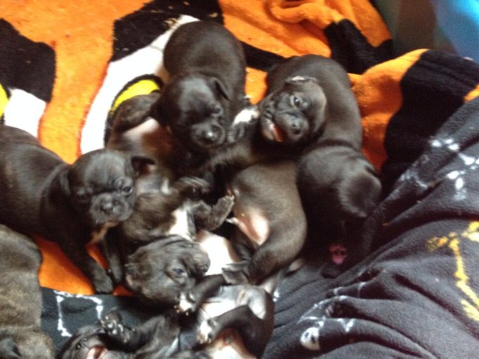 Look at the cuteness!!!!  Wiggly babies! http://t.co/fElX9KDNid<a href="/tag/cheesecake"class="tags"><span>#cheesecake</span></a><a href="/tag/oreo"class="tags"><span>#oreo</span></a>