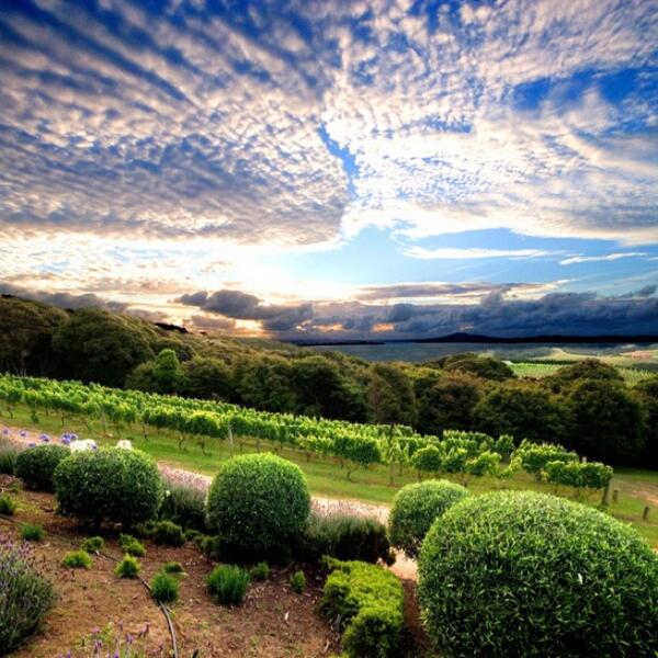 podericrisci tweet media