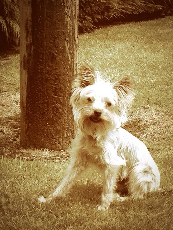 OfficialYorkies's tweet photo. Enjoying the sun 🐶🐾#yorkie http://t.co/Z5zlvWUGlr