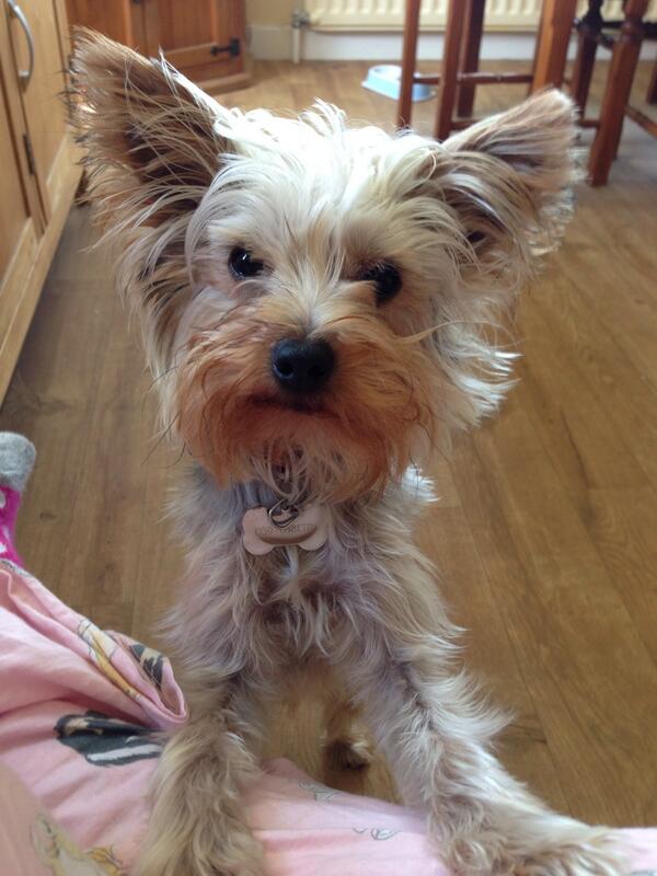 OfficialYorkies's tweet photo. ❤️❤️❤️🐾🐶 http://t.co/RNn3rkX95n