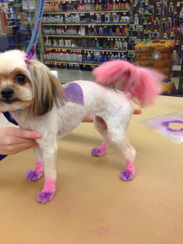 #petexpressions #snj #eastpetm
