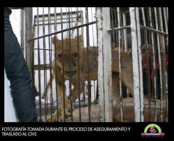 AnimaNat_Mexico's tweet image. .@ManceraMiguelMX En el circo mexicano si hay maltrato. #CircosSinAnimales