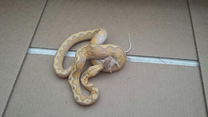 Fiesta whispering sweet nothings into little mousey's ear. http://t.co/VEcnGGoAqV