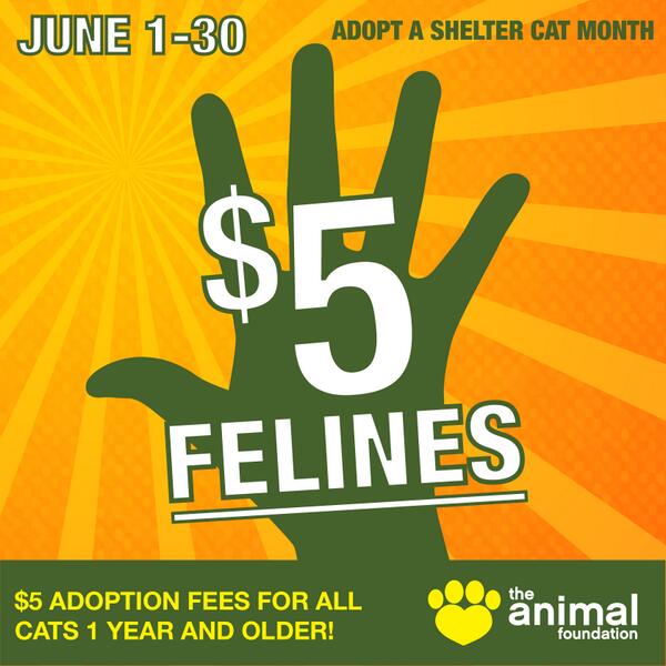 animalfndlv's tweet photo. FIVE. FIVE DOLLAR. FIVE DOLLAR FELINES. Adoption fees reduced for #AdoptAShelterCat Month - starts tomorrow! http://t.co/ulpGZws5ZU