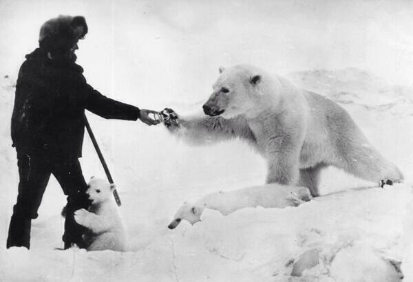 sabiastuque_'s tweet photo. La imagen de un oso polar aceptando leche enlatada para sus cachorros. De esto es lo que están hechos los sueños. http://t.co/WhmLMPpDty