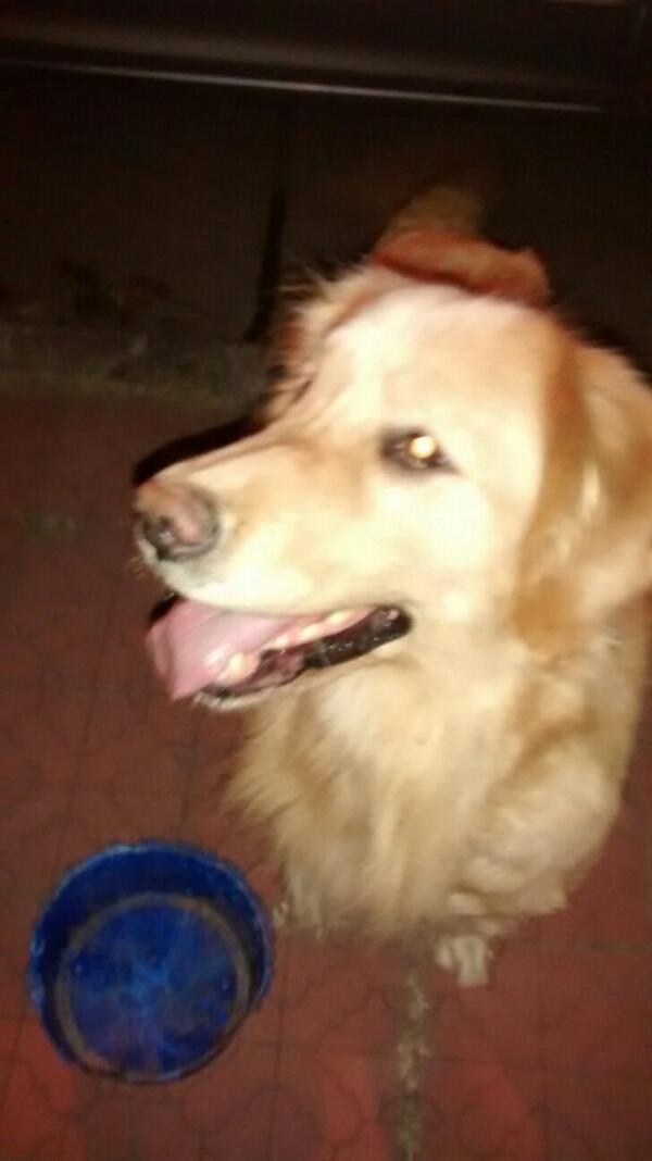 sicilianoedu's tweet photo. Hoy se nos perdió Tasha, zona tres cerritos,si alguien la ve o sabe algo por favor avisar, cel 156111928, m  gracias http://t.co/kZhENtoWAq