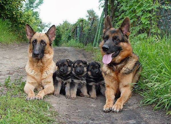 ale_black_avila's tweet photo. Siempre es mejor en familia...! @GermanSheperdss @PastorAleman110 http://t.co/Y4tSKRUB8B