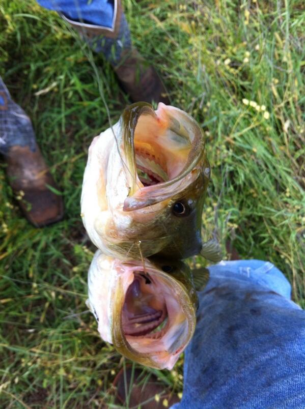 MarshallWicker's tweet photo. Caught two at the same time with one hook. http://t.co/AxtMwBfkoB
