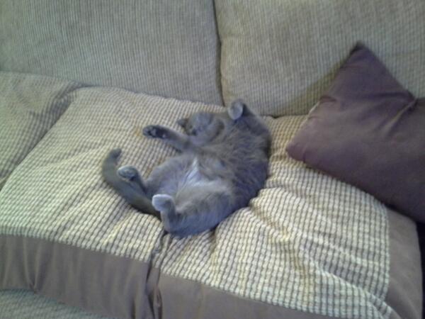 SepecTr's tweet image. #MyCatFromHell   Sheba