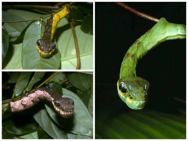 ScienceAlert tweet media