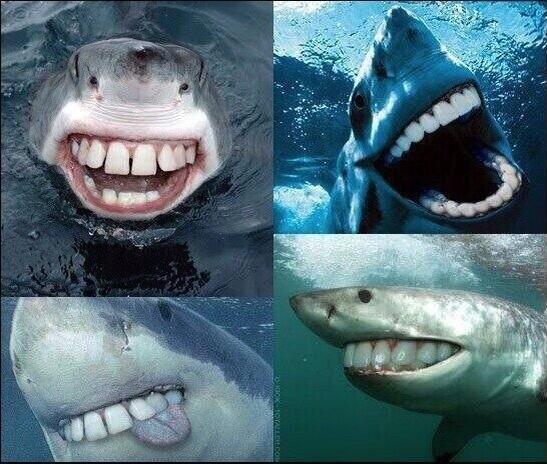 亜綺羅 腐海の森の住人 サメの口を人間の口に摩り替えたら 超キモい Http T Co 5nrnzb0fqh Twitter