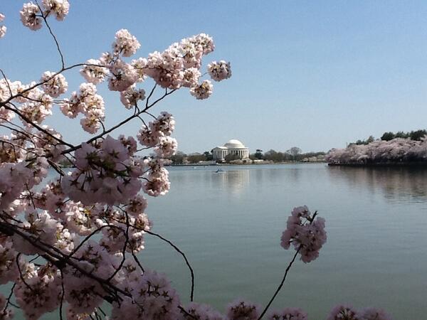 DMontejano's tweet image. #cherryblossom in #Washington D.C. With the Thomas Jefferson memorial in the back round. #nationparks. #DC