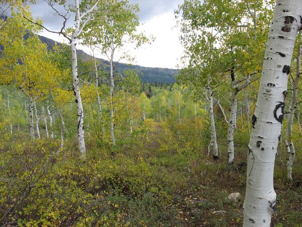 TimberDesigns3's tweet image. Utah and its beauty inspires many of my designs and creations!