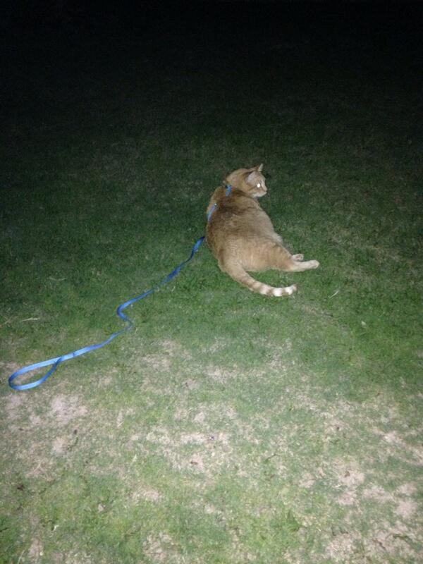 dianabrodeurTX's tweet photo. We thought we'd take a cat outside #thinkingaboutdogs http://t.co/KJQeNKPKqq