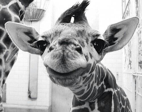 5secsofphoenix's tweet image. Meow.