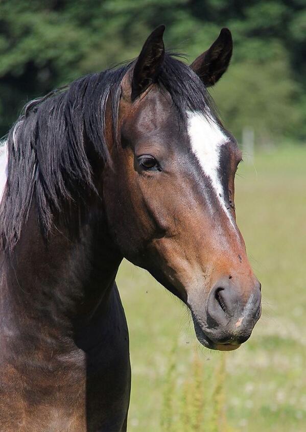 globalraw's tweet image. My baby a rescue, is thriving &amp;amp; amazing. Don't think u can't make a difference, adopt &amp;amp; support. #animalsanctuaries