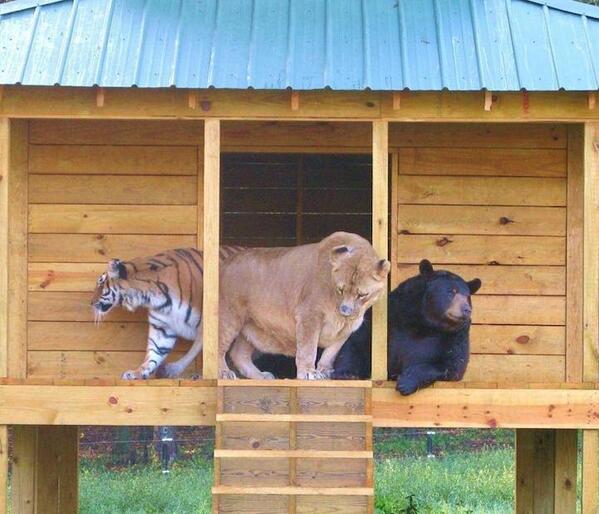 24HorasTVN's tweet photo. La hermosa amistad de un oso, un tigre y un león: http://t.co/D0hiYxoKJT http://t.co/yuI8p3XH2c