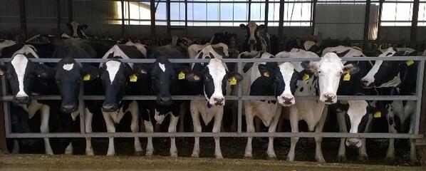 cesitaronline's tweet photo. BUENOS DIAS en @LaPeraleja las vacas ya esperan para dar lo mejor de ellas @BienvenidoCampo @afca_es #worldmilkday http://t.co/lvjRSaRqqL