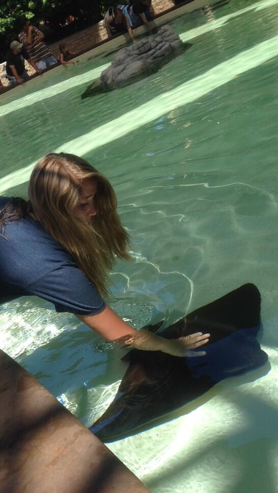 soupersaiyan__'s tweet image. I finally got to pet a sting ray today #muchhappy