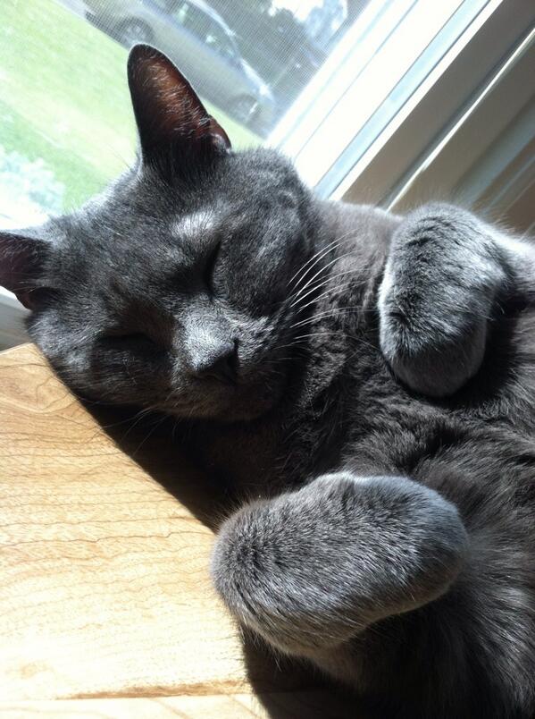 KrisMiller121's tweet photo. Lazy Sunday morning #eastpetm #inspiredbypets #kellogg #roughlifethiscatsgot http://t.co/gua7g1EawQ