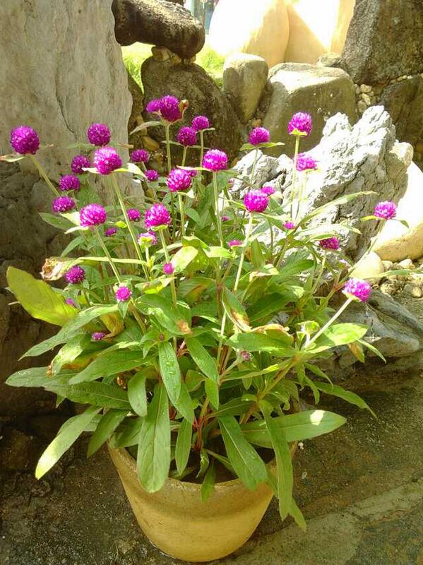 LEDZou's tweet image. 假如生活撂倒了你，白墨迹，白叽歪，白咋呼，白吱声。你就趴着，也白起来，一直坚定不移的往前故涌 …故涌…一直故涌 即使生活把你吐鲁了，也白自己把自己看瘪月了，捣饬捣饬， 你仍然可以很涨颠.../:,@-D