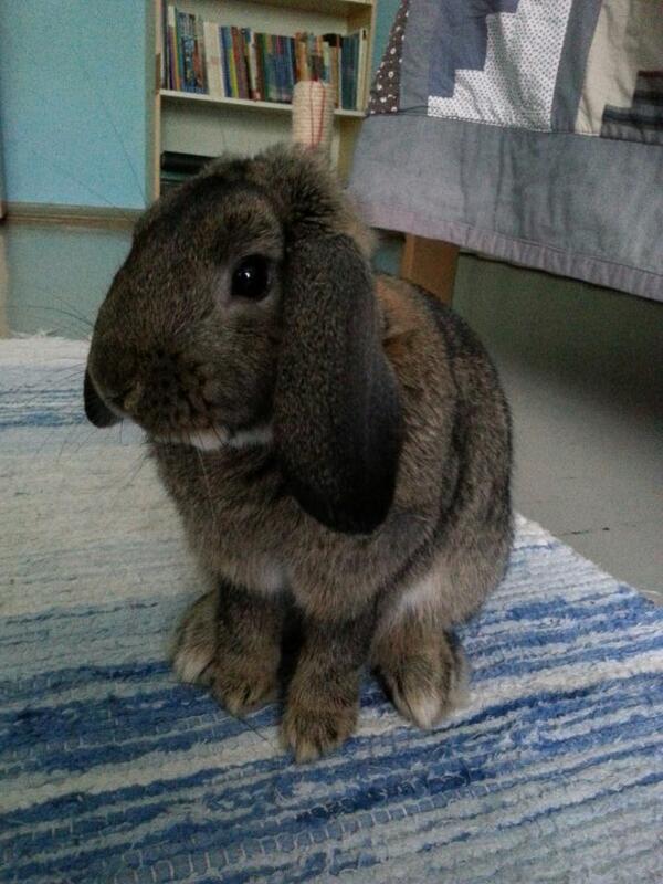 venppu's tweet photo. Sain uuden huonekaverin:) http://t.co/jvWvCZSSpS