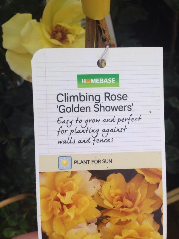 simonlawson23's tweet photo. Who knew gardening could be so much fun @Louibatley http://t.co/SCwOQJ7eNO