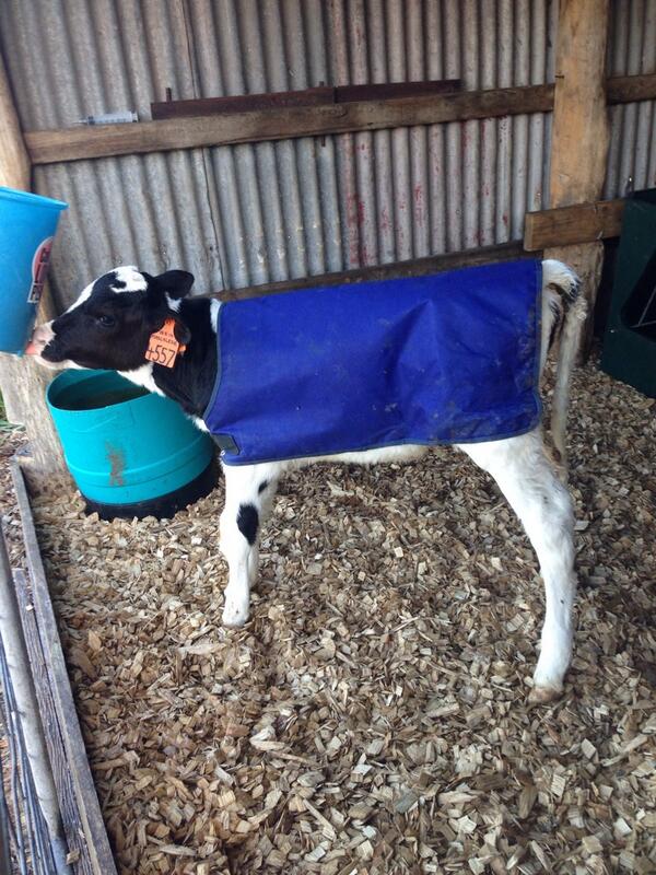 FleyasHolsteins's tweet image. #worldmilkday - here is Mascalese Glory or "MG" having her breakfast.